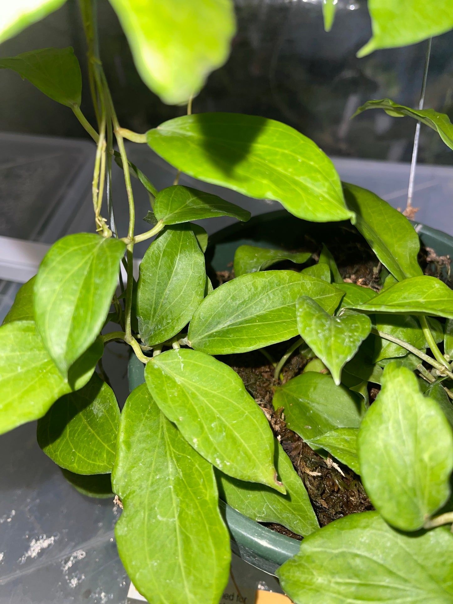 Hoya Mystery Unrooted Cuttings Box