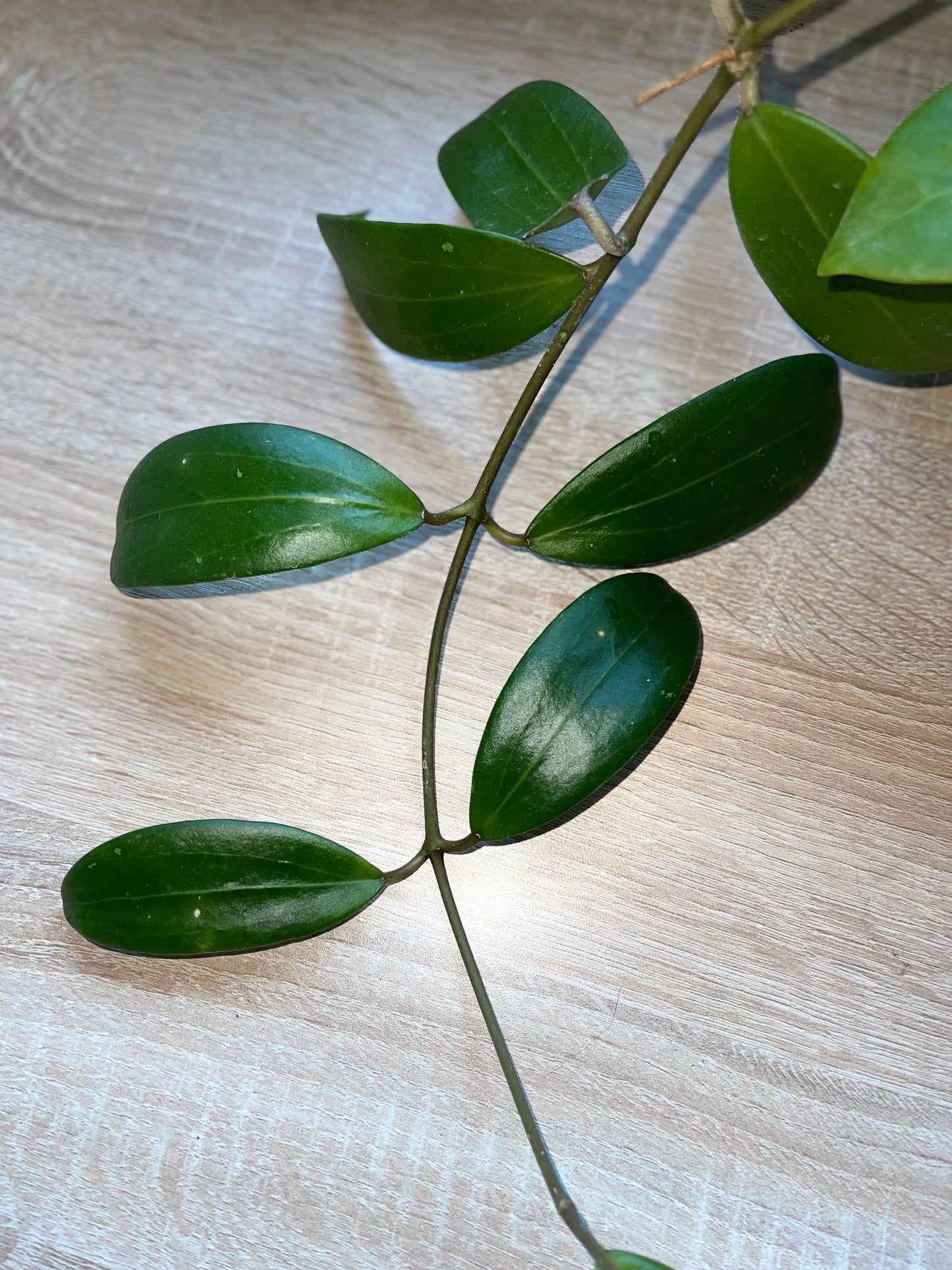 Hoya Mystery Unrooted Cuttings Box