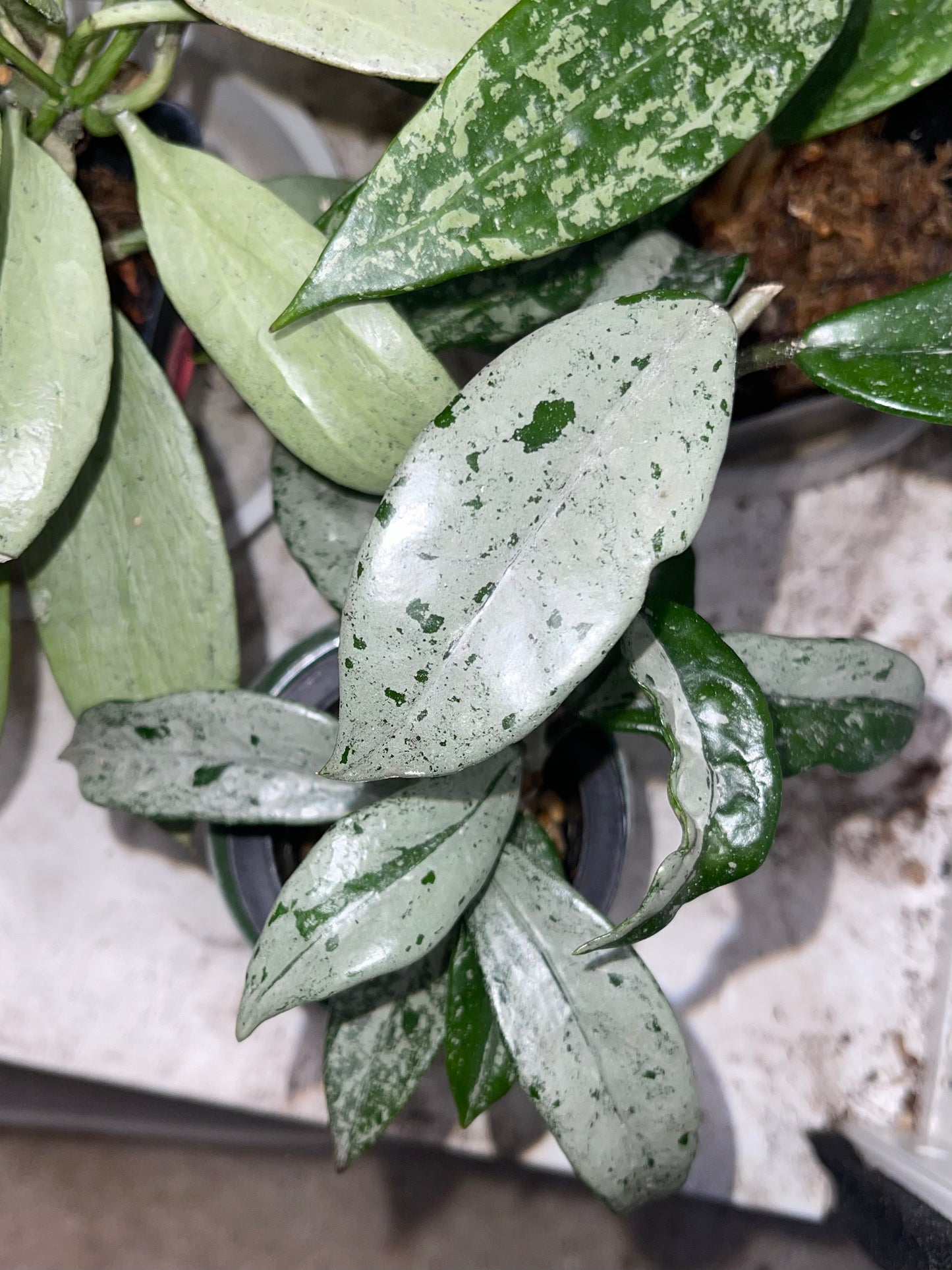 Hoya Mystery Unrooted Cuttings Box