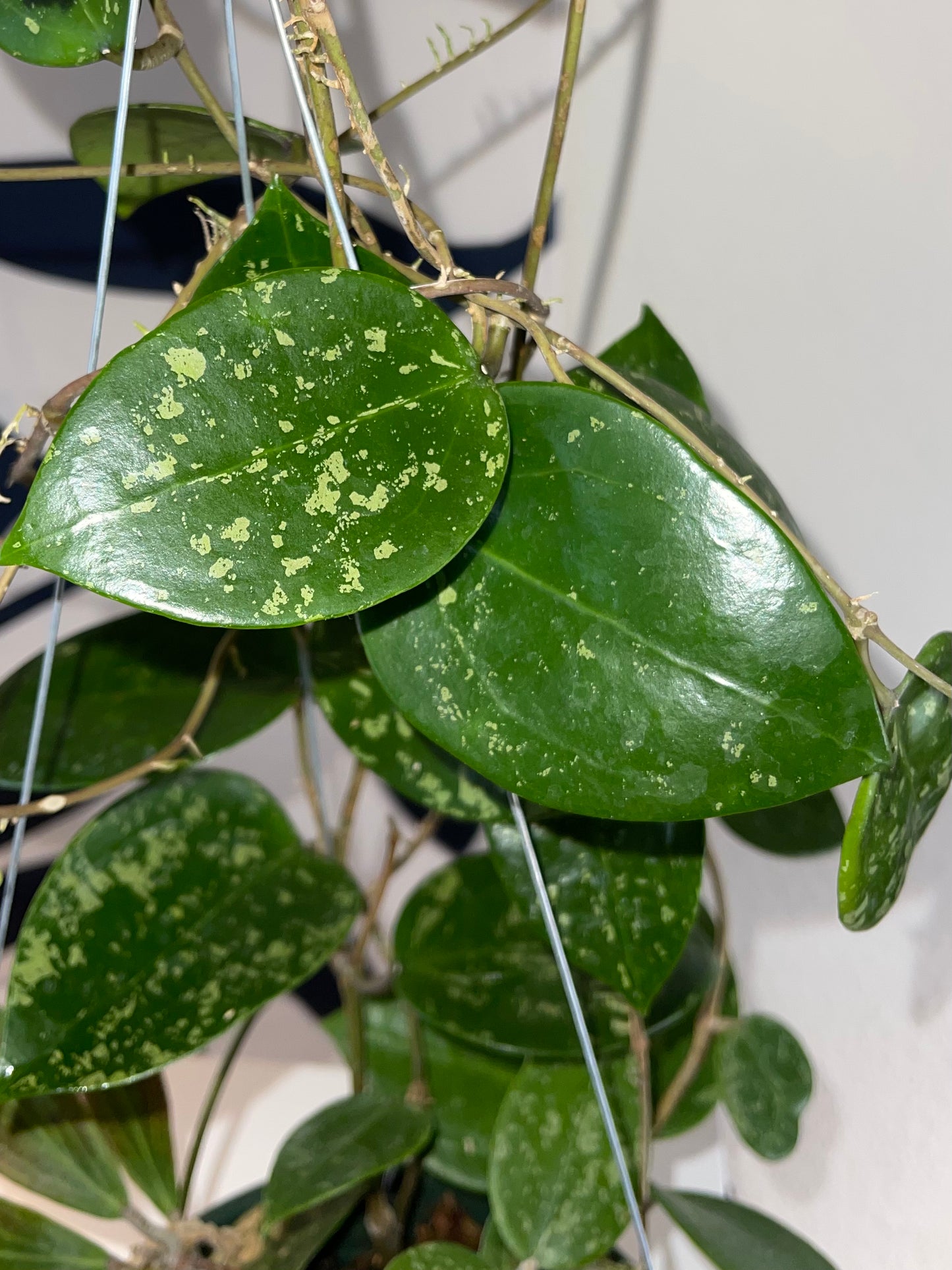 Hoya Mystery Unrooted Cuttings Box