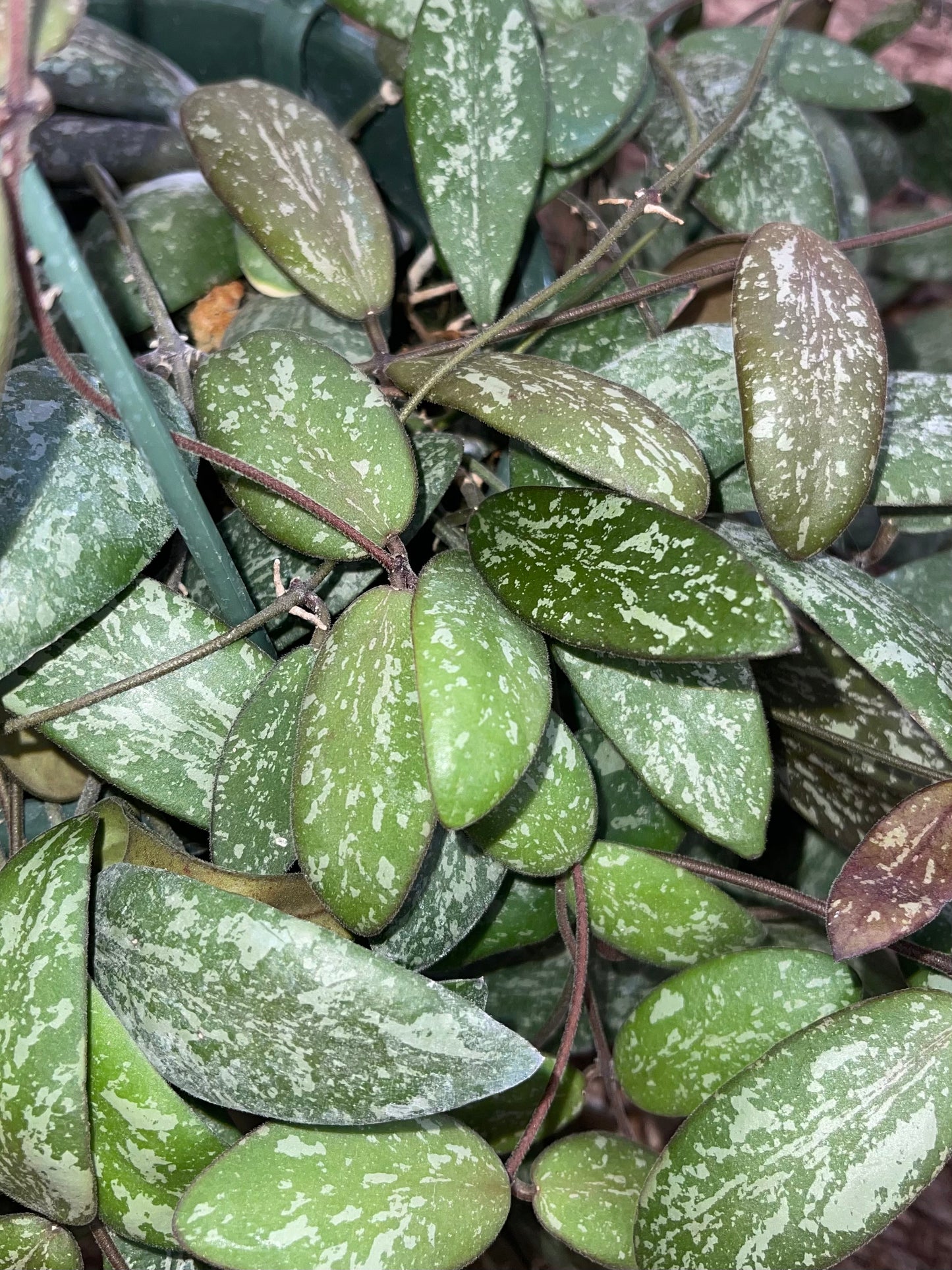 Hoya Mystery Unrooted Cuttings Box