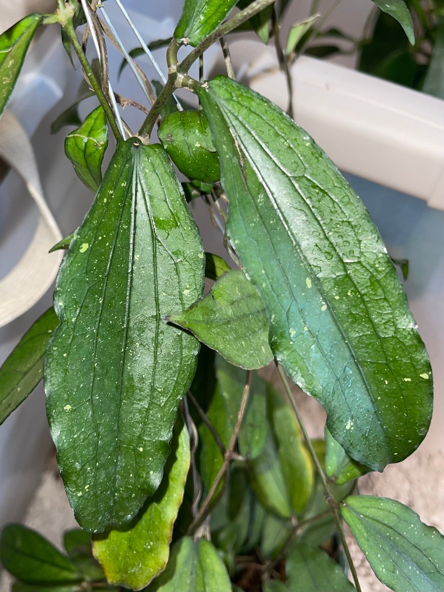 Hoya Mystery Unrooted Cuttings Box