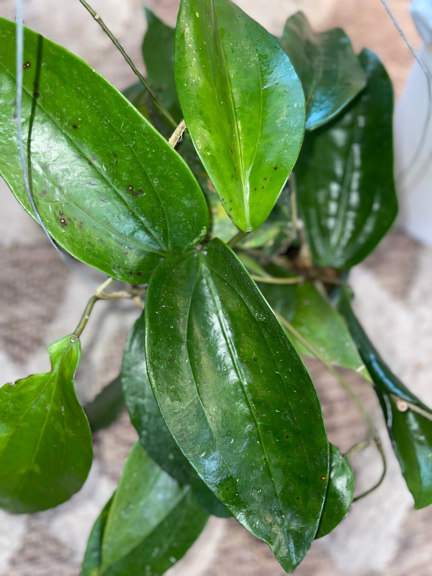 Hoya Mystery Unrooted Cuttings Box