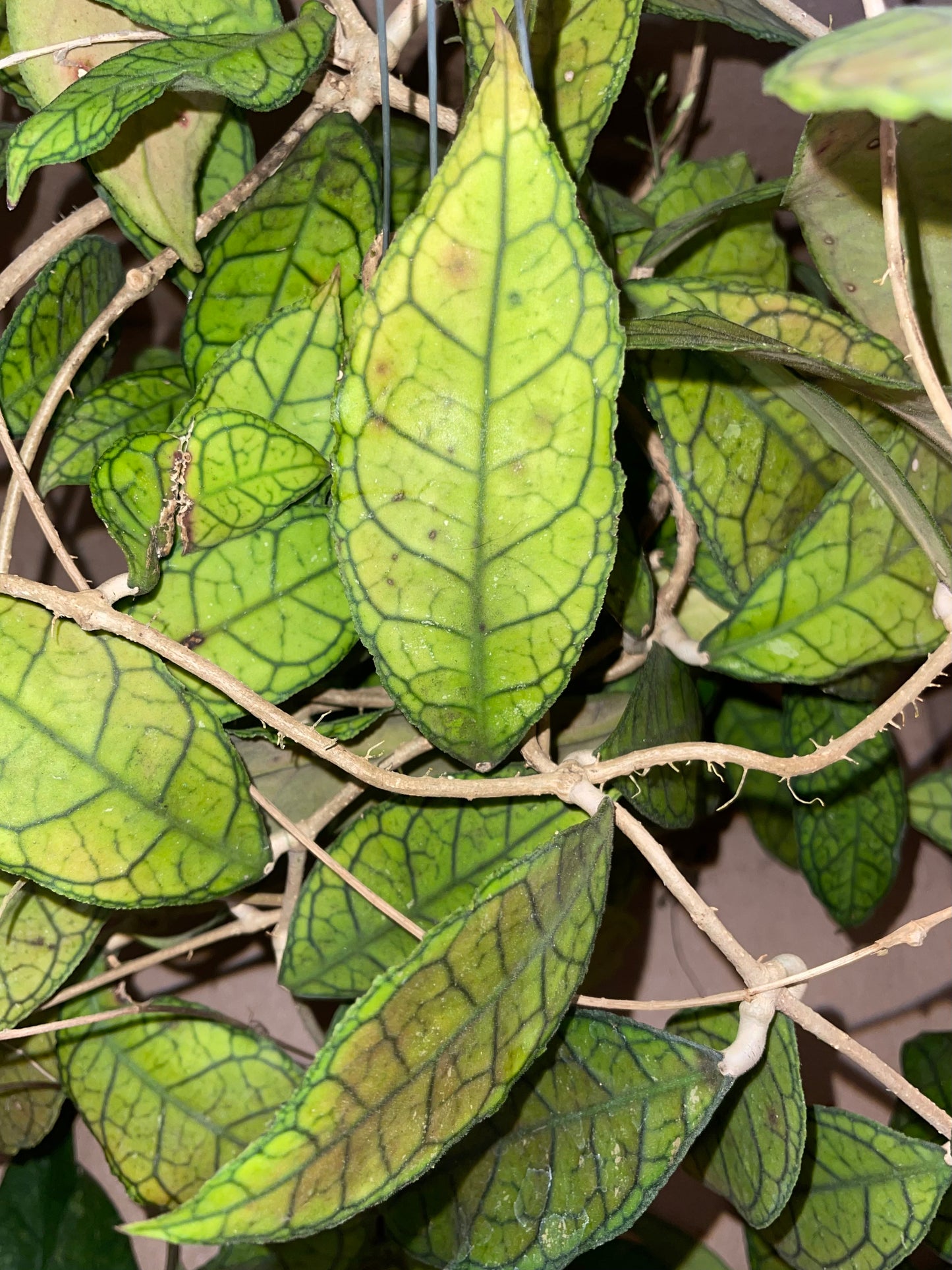 Hoya Mystery Unrooted Cuttings Box