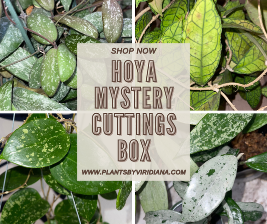 Hoya Mystery Unrooted Cuttings Box